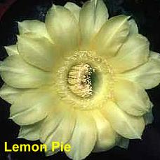 Lemon Pie.4.1.jpg 